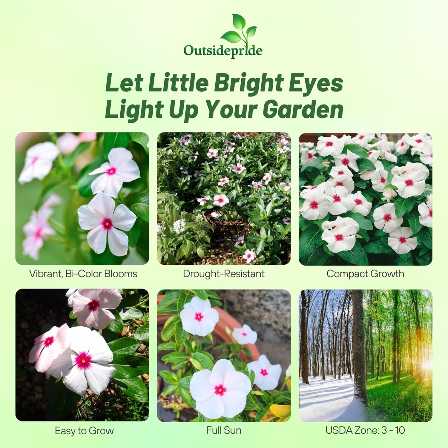 Bright Eyes Periwinkle Seeds for Planting – 2000 Pcs Annual, Fast-Blooming, Heat