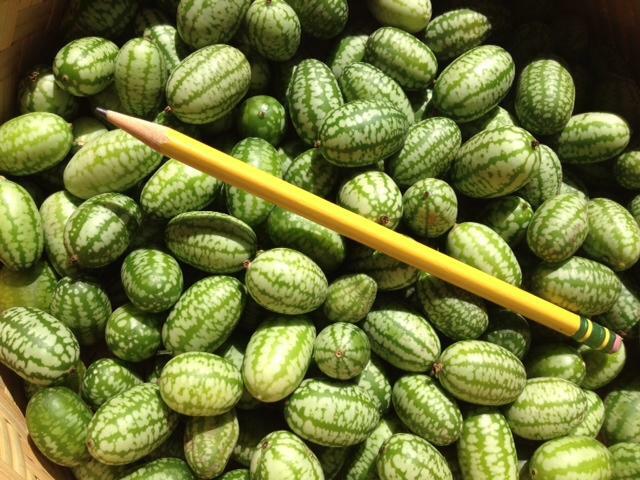 Mexican Sour Gherkin – Melothria scabra