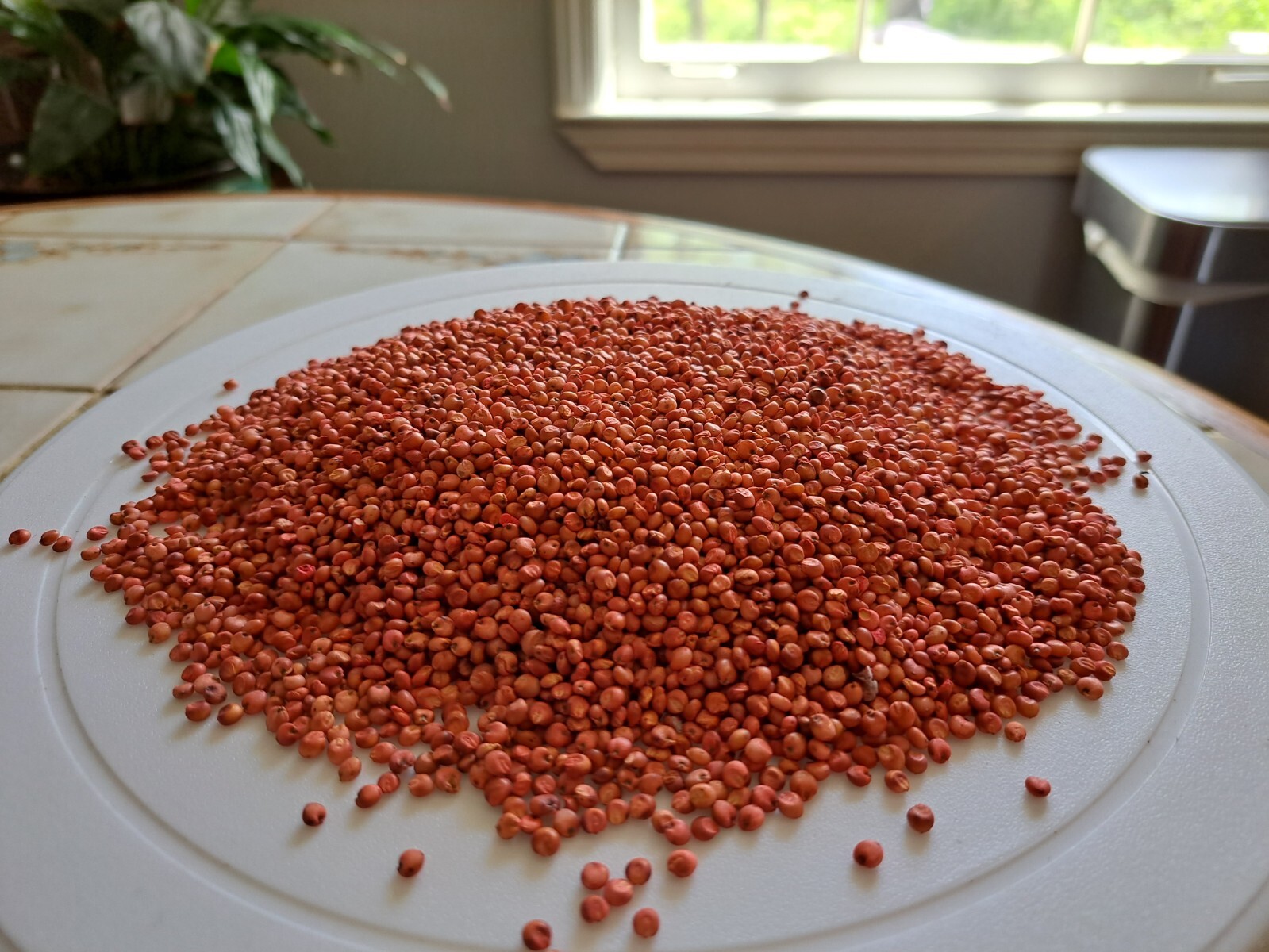 Milo Grain Sorghum (Sorghum bicolor) – Gluten-free & Productive Grain – 1 pound