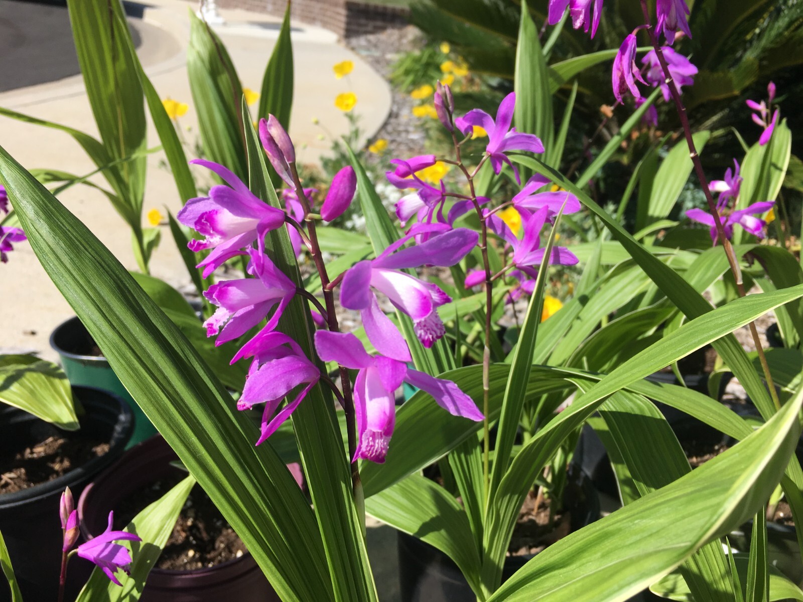 Bletilla striata Chinese Grond Orchid Purple