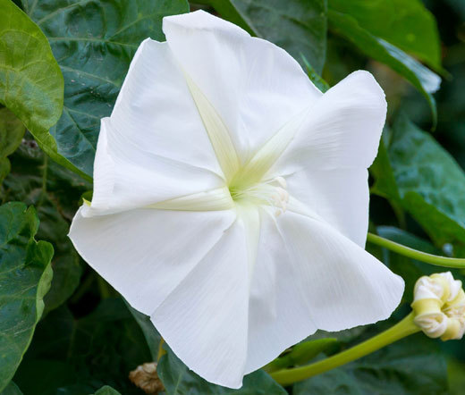 MOONFLOWER Ipomoea Alba – 50 Bulk Seeds