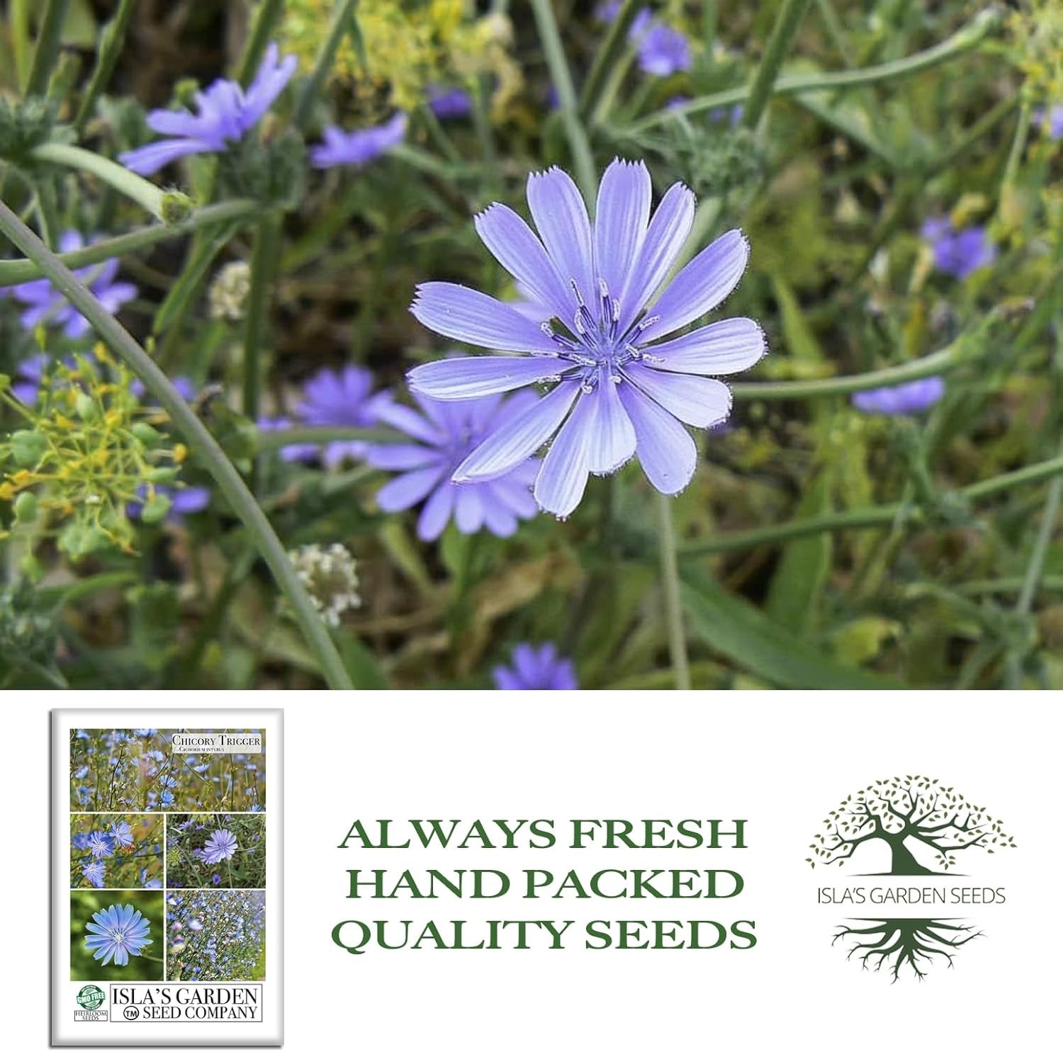Trigger Chicory Flower Seeds Cichorium intybus – 1500+ Heirloom Non-GMO Seeds…