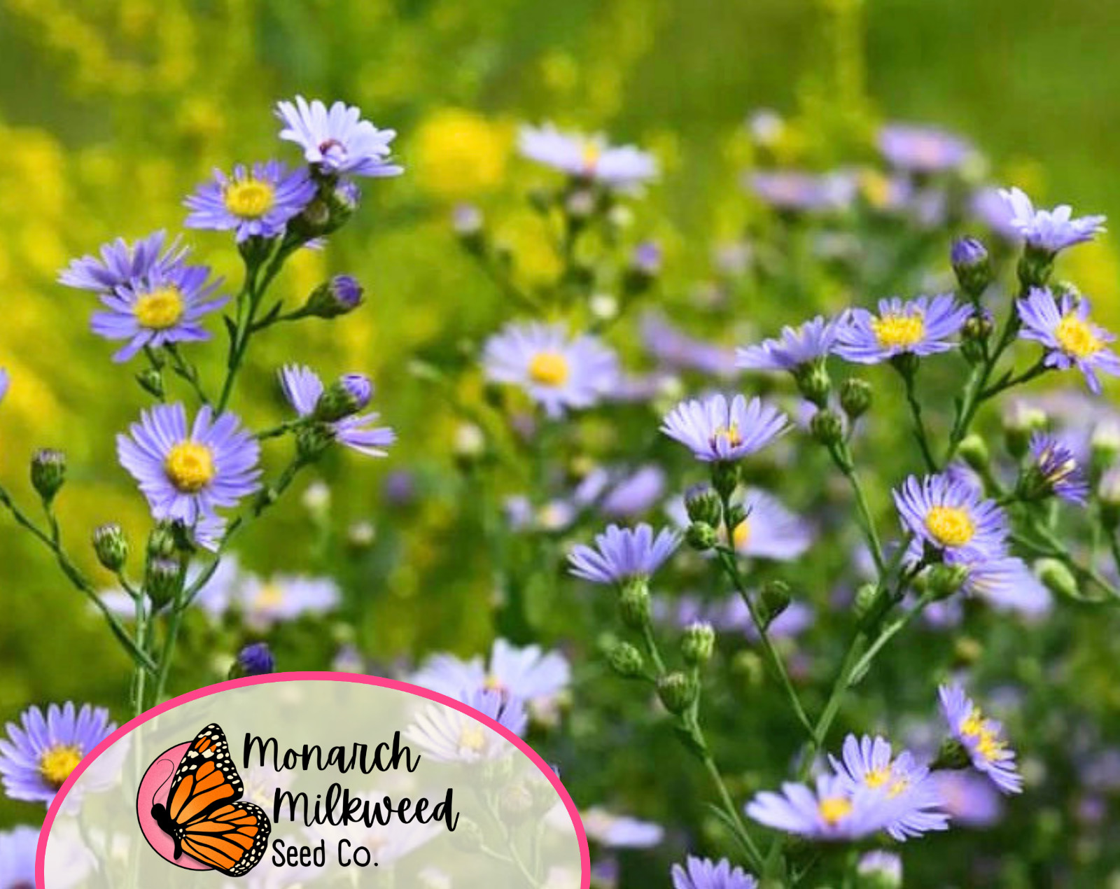 1600+ Smooth Blue Aster Seeds | Native Perennial Wildflower Pollinator Gardening
