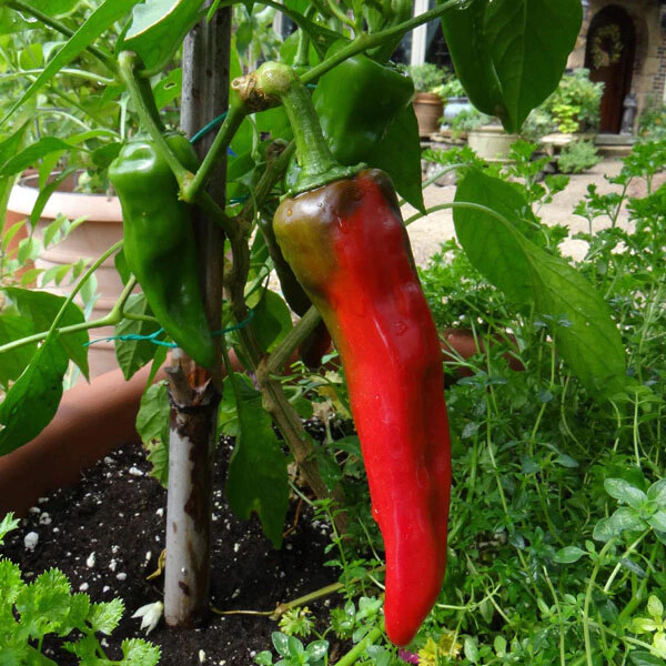 Numex College 64 Pepper Seeds | Hot