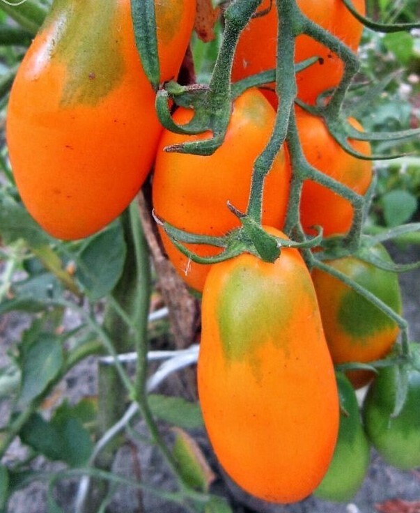 Orange Banana Tomato 12 Seeds