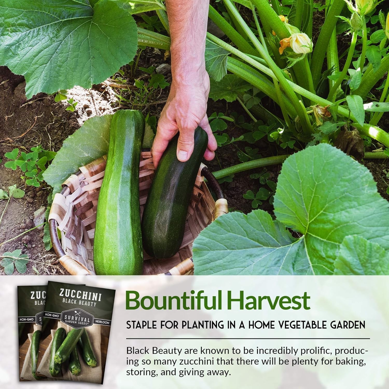 Grow Nutrient-Rich Black Beauty Zucchini – Non-GMO Seeds for Every Gardener