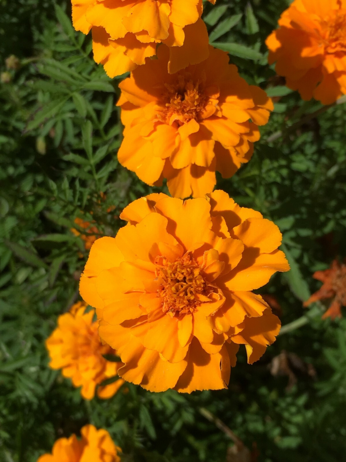 Marigold seeds – Sparky Mix colors – 200 seeds