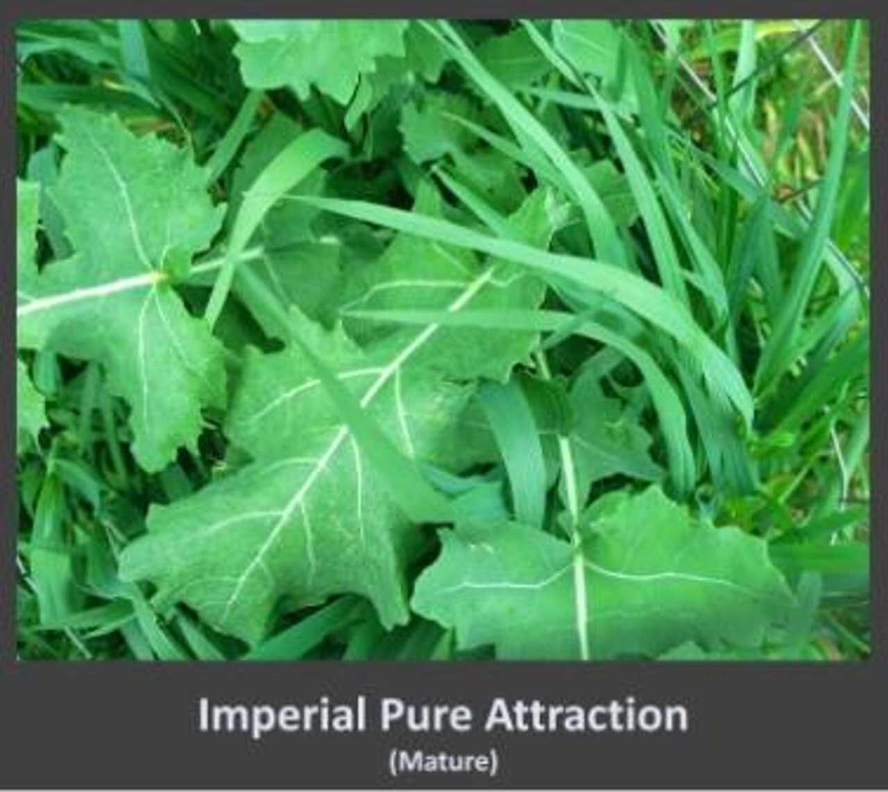 Imperial Pure Attraction (Annual) – 26 lbs.
