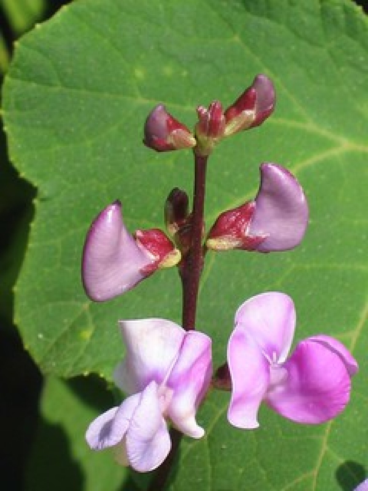 Wild Pea Vine Organic {Dolichos biflorus}25 seeds Free U.S. Shipping!