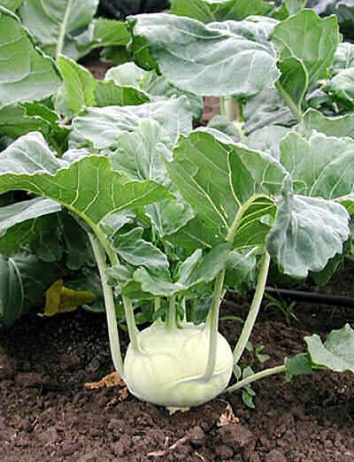 2000 Early White Vienna Kohlrabi Seeds 55 Days