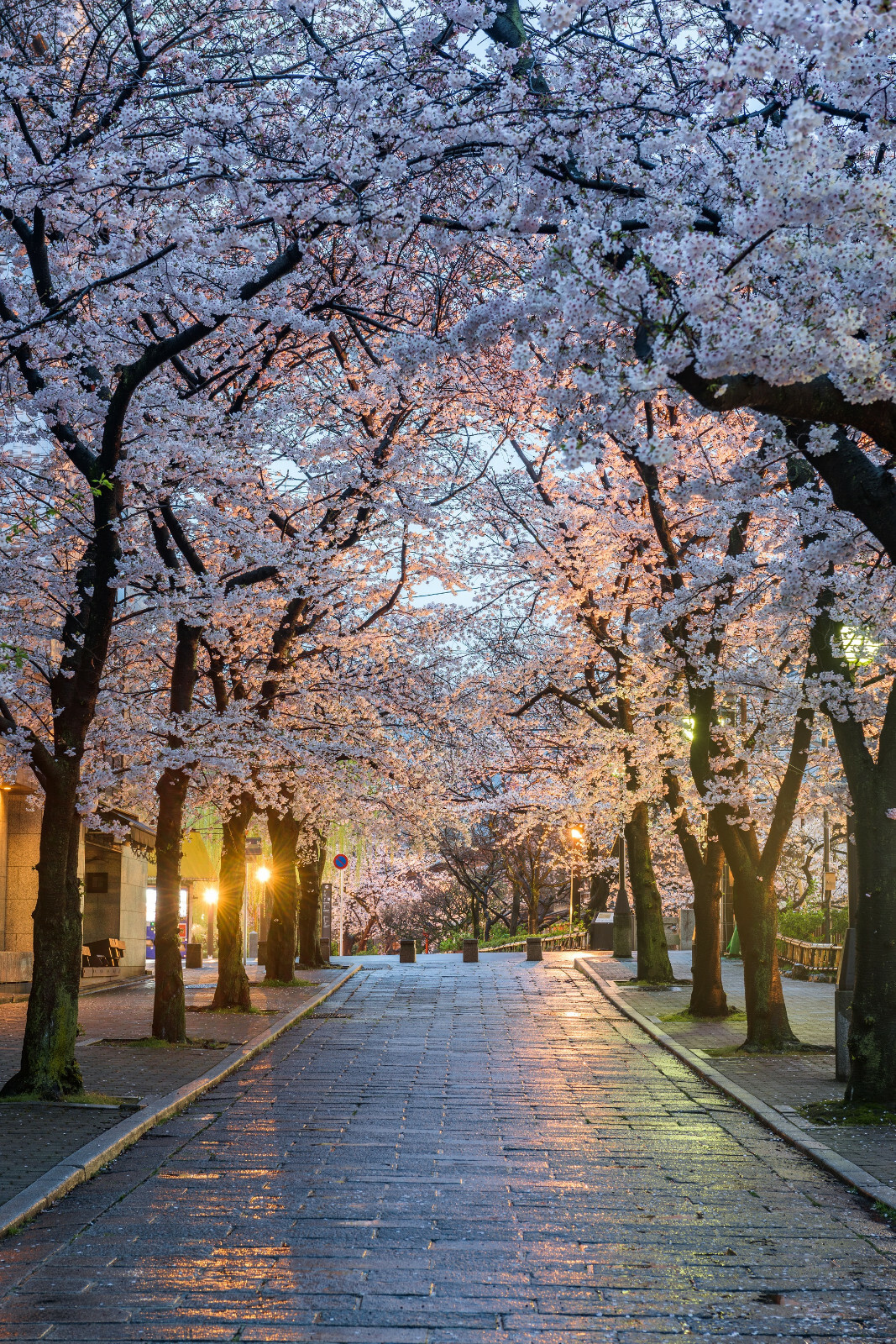 20 Japanese Cherry Blossom Tree Seeds, P. serrulata Pink Flowering Sakura Bonsai