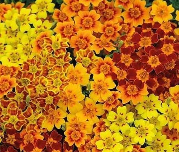 Starfire Marigold Flower Seeds for Planting (50 Seeds) – Grow Exotic Marigold Fl