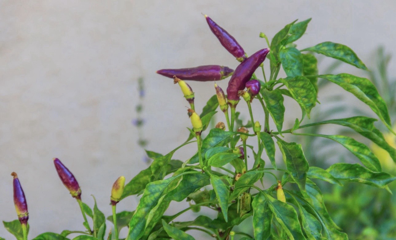 Popular! 5 Cayenne Purple Pepper Plants!! Healthy and Ready To Ship!!