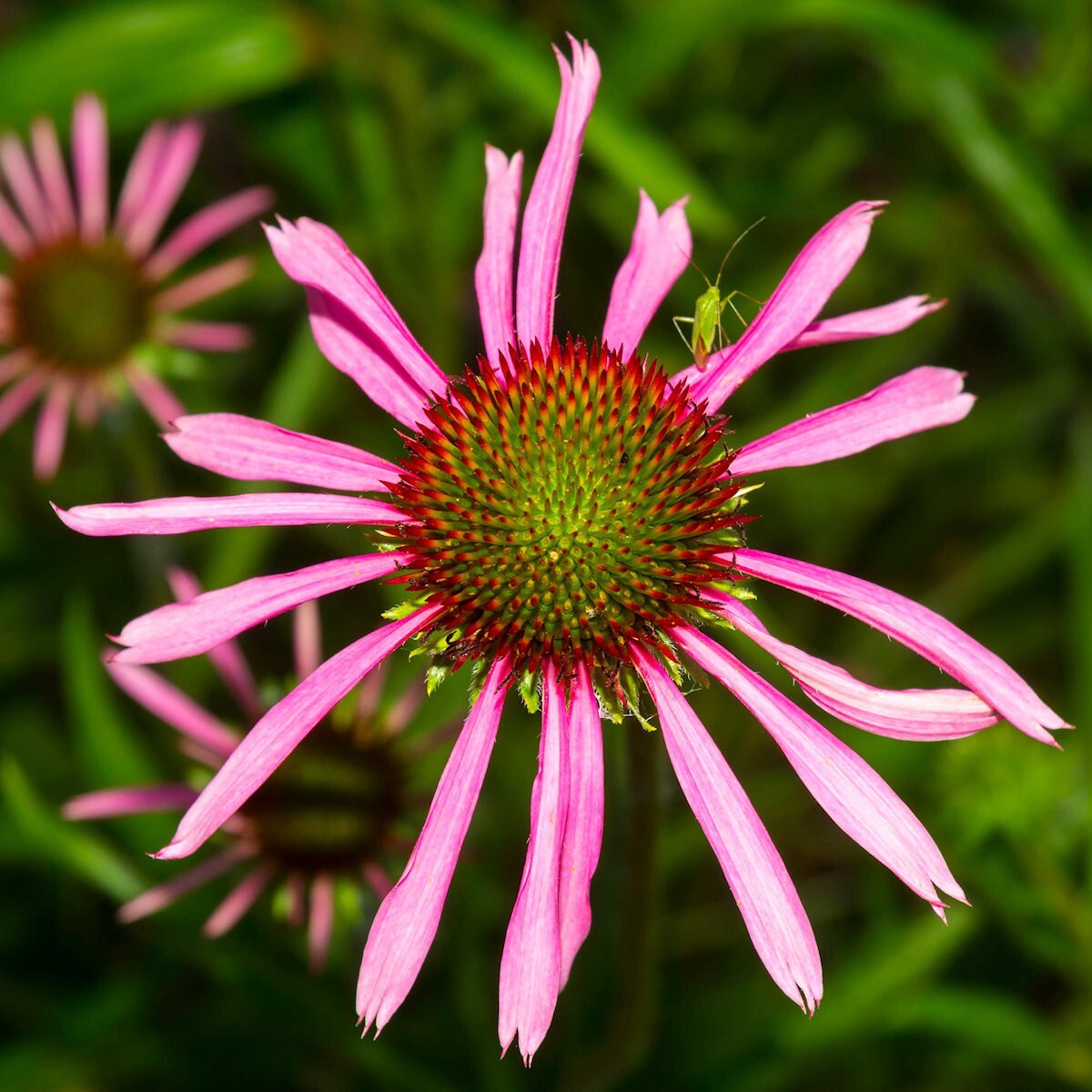 200 Narrow Leaf Purple Coneflower Wildflower Seeds – Everwilde Farms Mylar