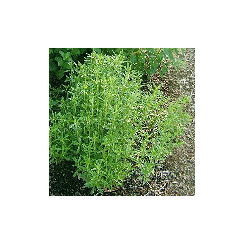 Savory Summer Great Garden Herb by Seed Kingdom Bulk 1/4 Lb Seeds