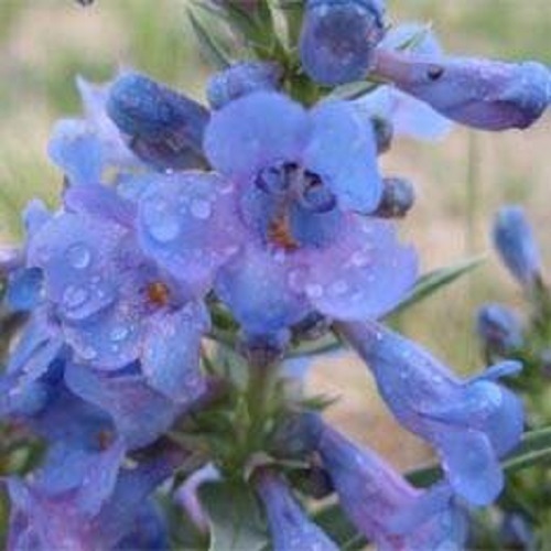 50+ PENSTEMON HETEROPHYLLUS BLUE SPRING FLOWER SEEDS / PERENNIAL