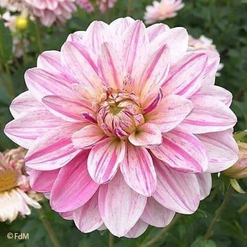 1 “Bonesta” Decorative Dahlia – Top Size Bulb #1 – US Seller