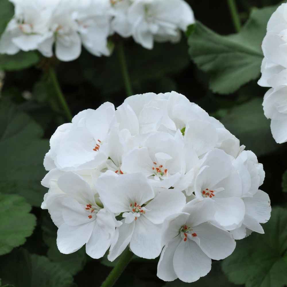 25 Seeds Geranium Pelargonium Geranium White Heat & Drought Tolerant Garden