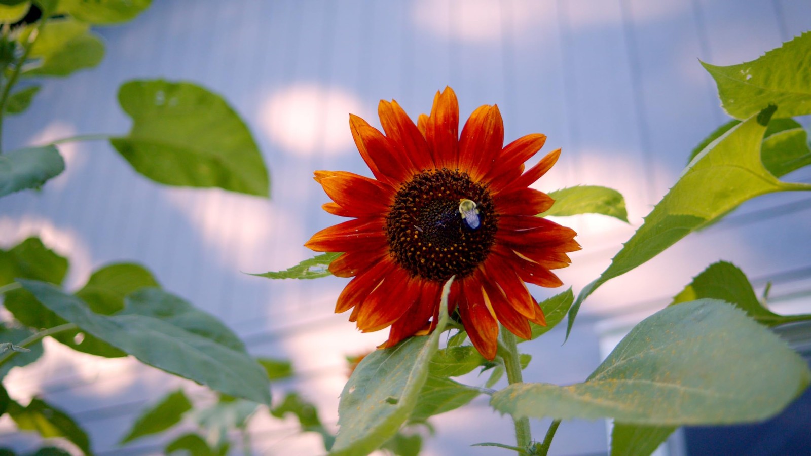 Sunflower Seeds Collection (10-Pack) – 100% Non GMO, Open Pollinated – Grow G…