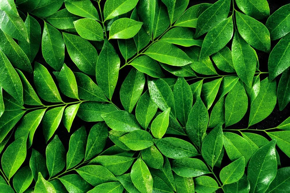 Tea Plant Seeds for Planting – 6 Seeds of Camellia Sinensis Herb Seeds – Made in