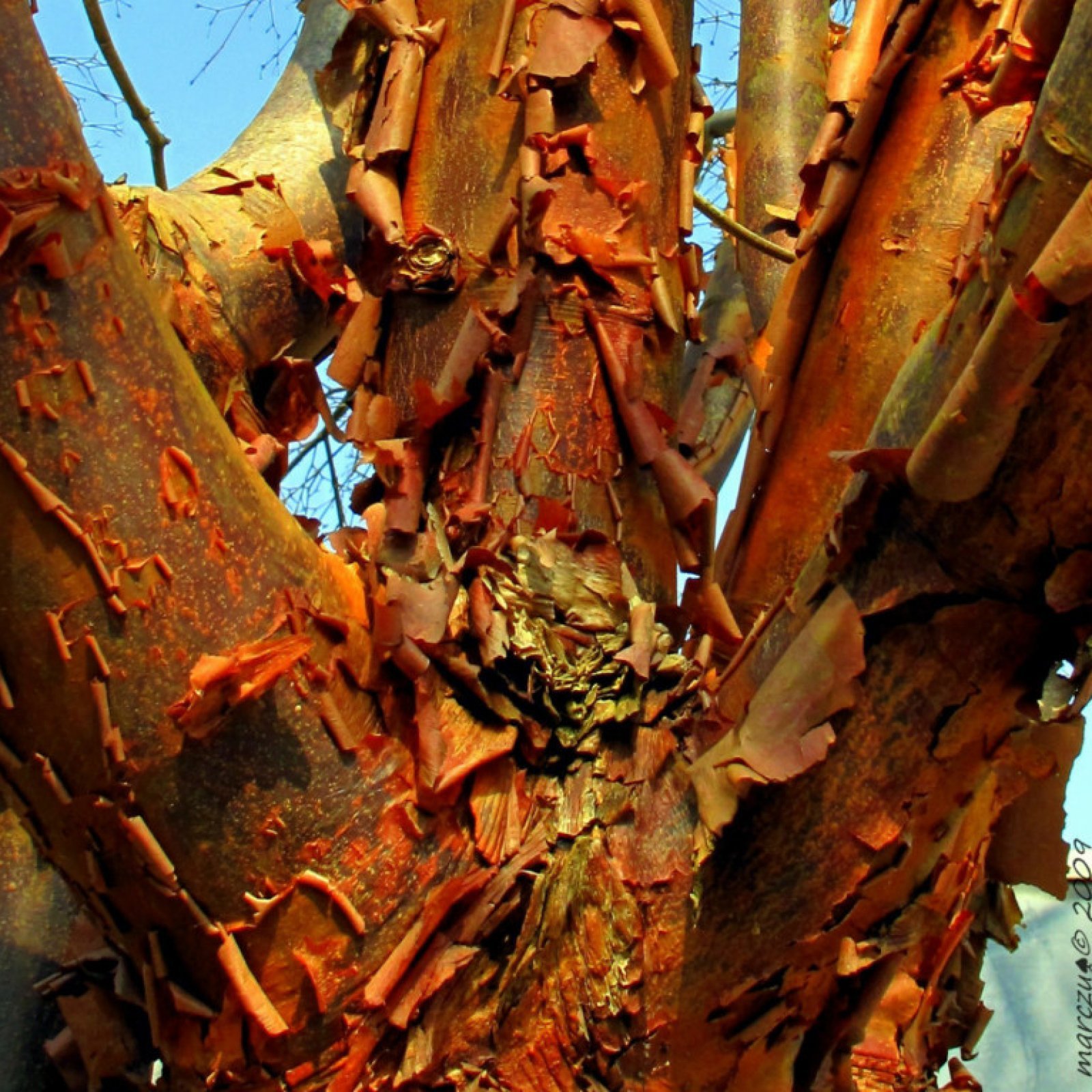 PAPERBARK MAPLE Acer Griseum 5,10 SEEDS