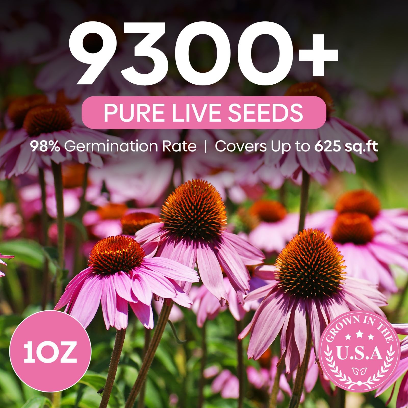 Purple Coneflower Seeds 1 OZ, Perennial Open Pollinated NonGMO Echinacea Seed…