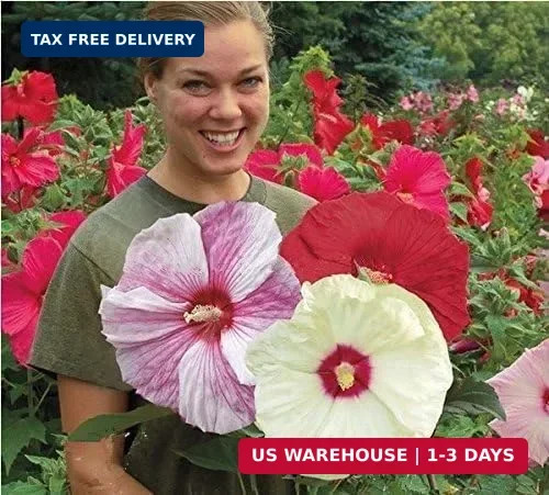 120+ PCS Mixed Giant Hibiscus Seeds for Planting Flowers Perennial Flower Outdoo