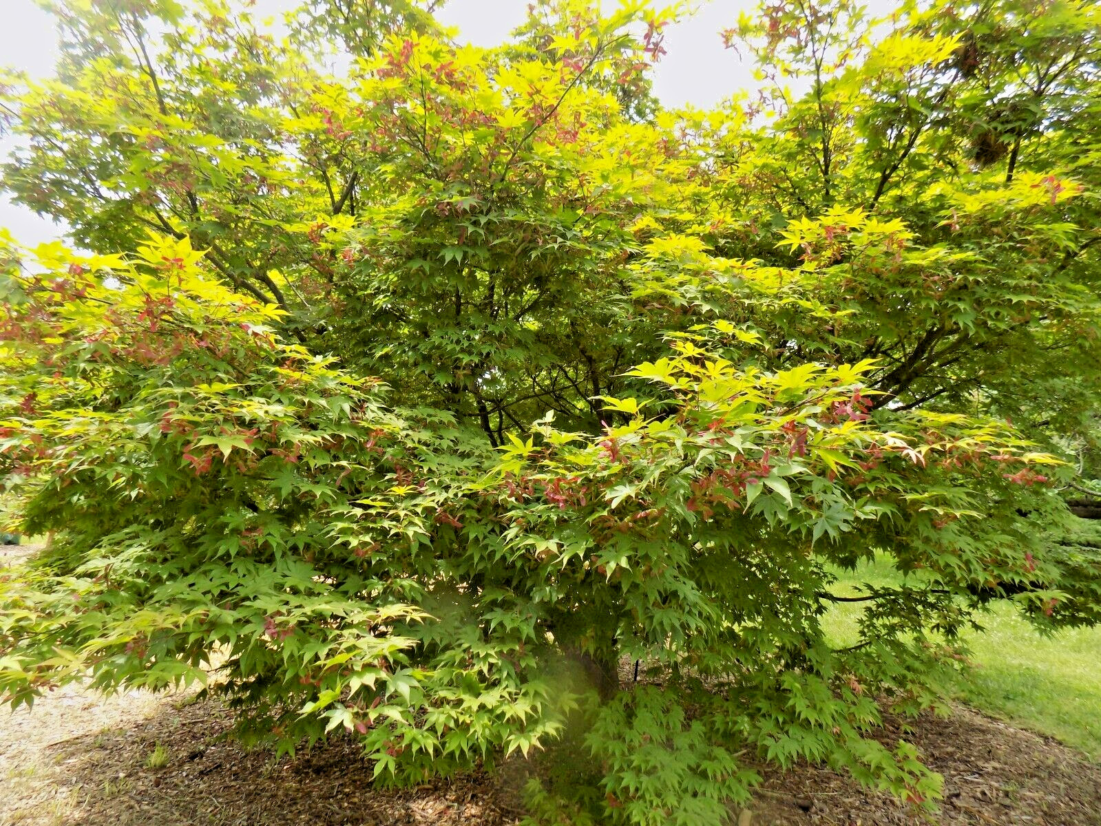 15 OSAKAZUKI JAPANESE MAPLE SEEEDS – Acer Palmatum ” Osakazuki “