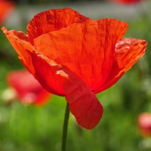 American Legion Poppy Seeds For Planting 5,000 – 20,000 Heirloom Non-GMO Seeds