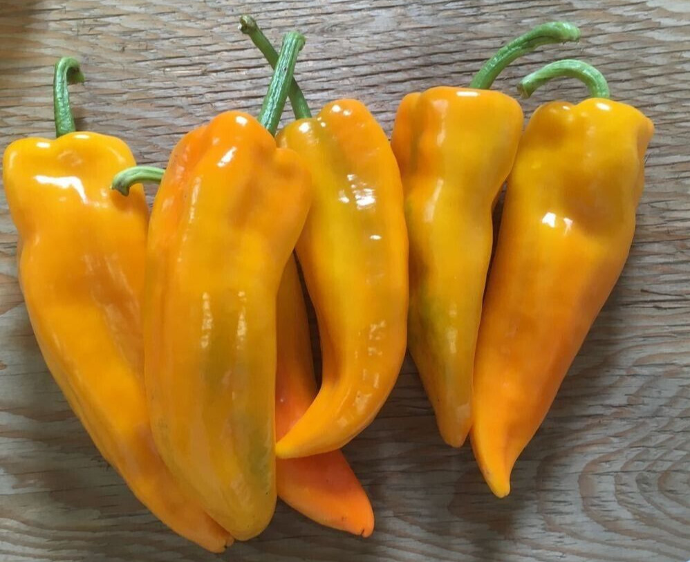 20 Fresh Sweet Golden Marconi Premium | NON-GMO | Pepper Seeds-B 30