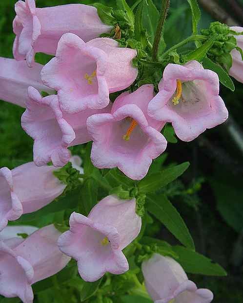 Campanula – medium Rose Pink Cantebury Bells seed