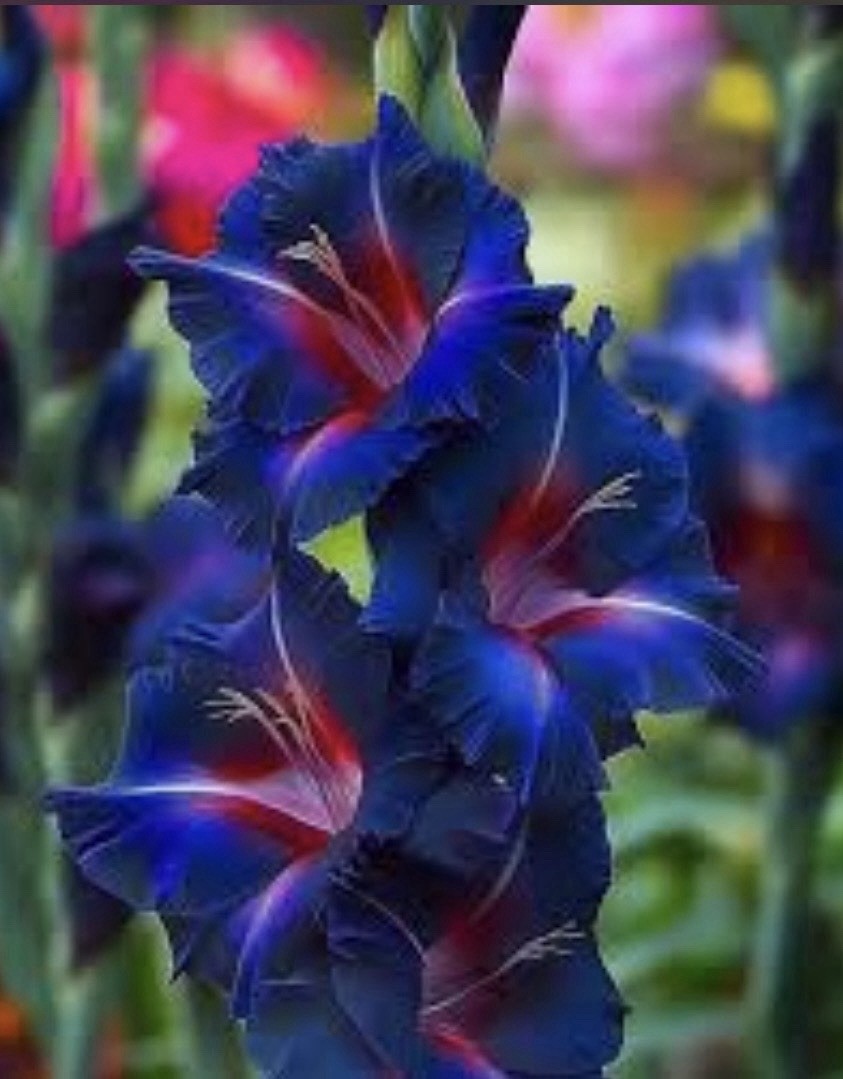 Deep Blue Purple w Pink Hybrid Gladiolus Bulbs 6 Pk Stunning RARE 100% ORGANIC