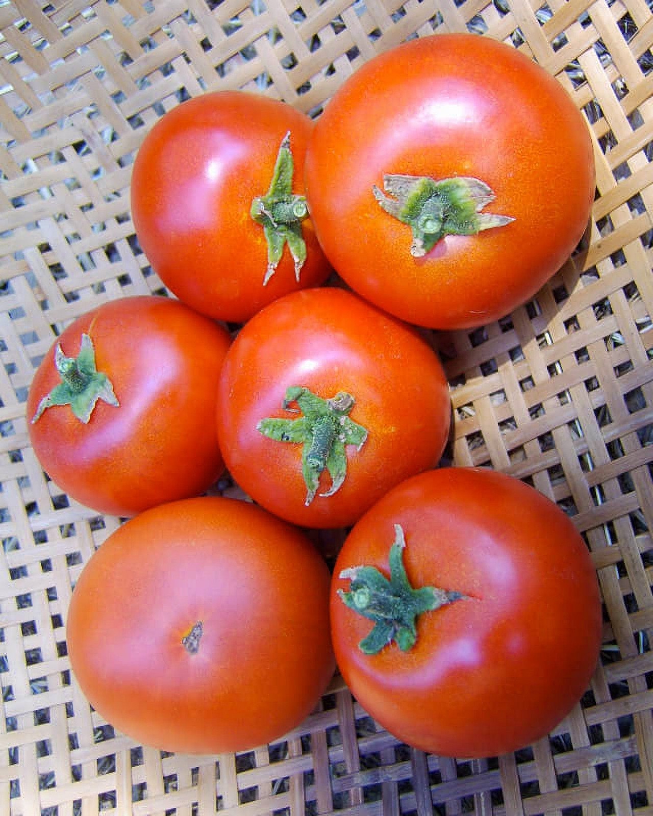 Forest Fire, Tomato