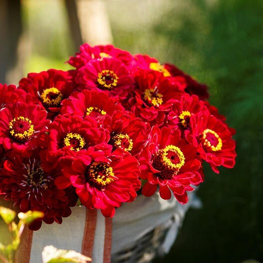 Scarlet Flame Zinnia Flower Seeds