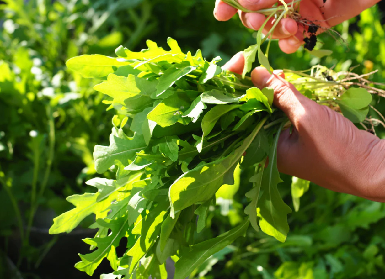 Arugula Eruca Sativa Rocket Seeds – Leafy Vegetable – 200 to 32,000 Seeds