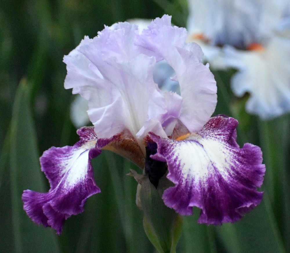 ‘Rare View’ TB Bearded Iris Rhizome PRE-SALE to Ship Aug/Sept