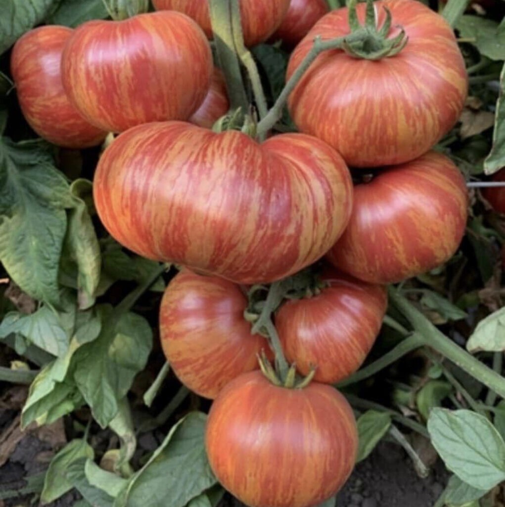 240+ Vintage Wine Striped Tomato Seeds – Beefsteak – Heirloom – HUGE 1 LB – RARE