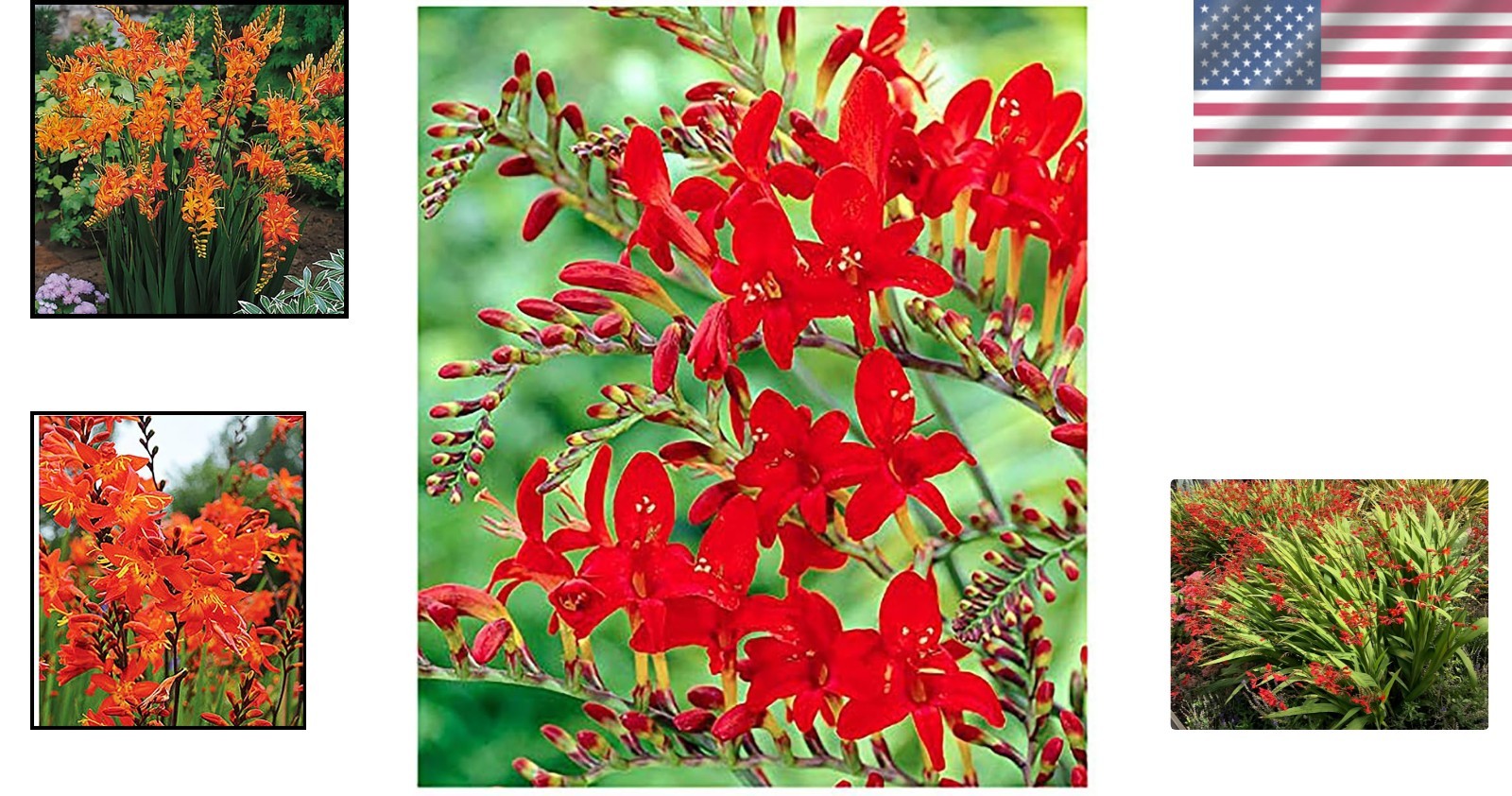 5 Red Crocosmia Corms – California Nursery Quality