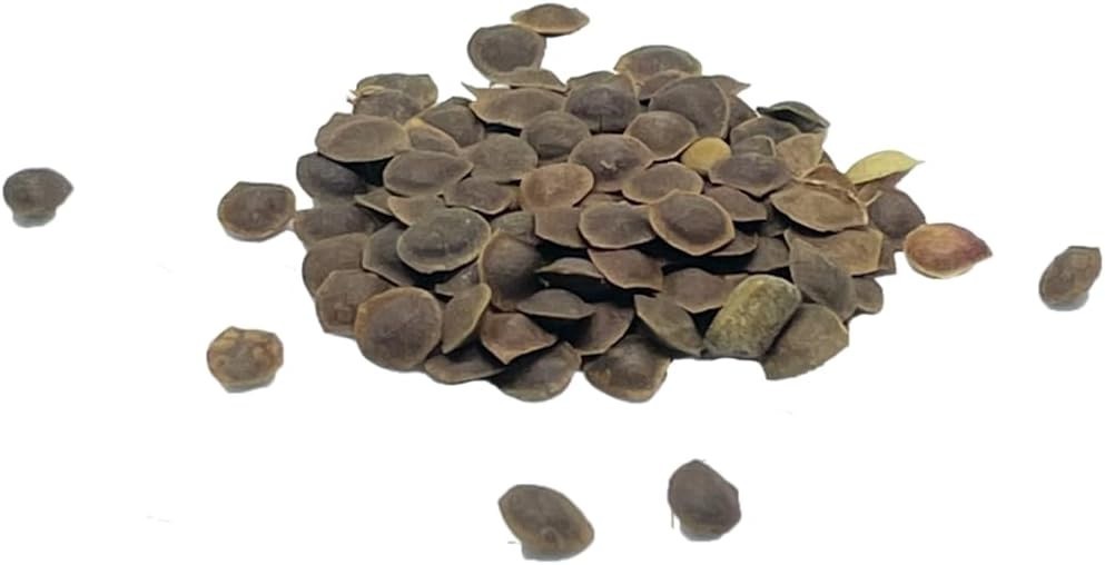 Mimosa Pudica Seeds – 100 Count of Shy Touch-Me-Not Plants for Sensory Gardening