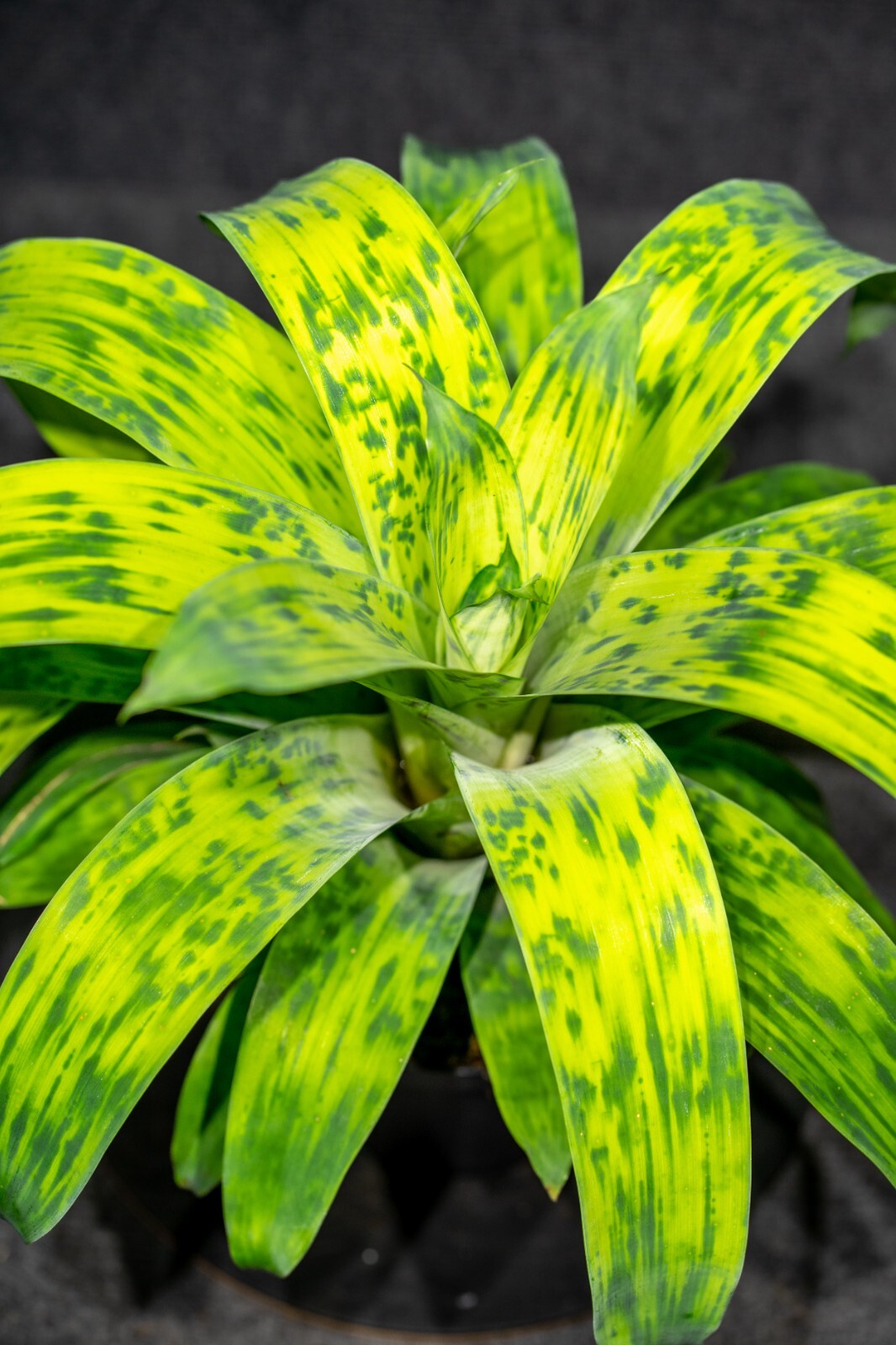 Bromelia – Vriesea Batik 6″ pot – Live plant