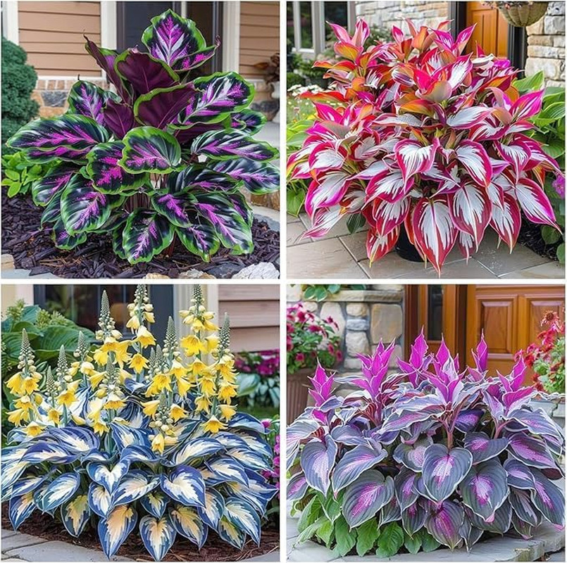 Hosta Seeds for Garden, 200 Pieces Perennial Shade Plants, Easy Growing Ornament