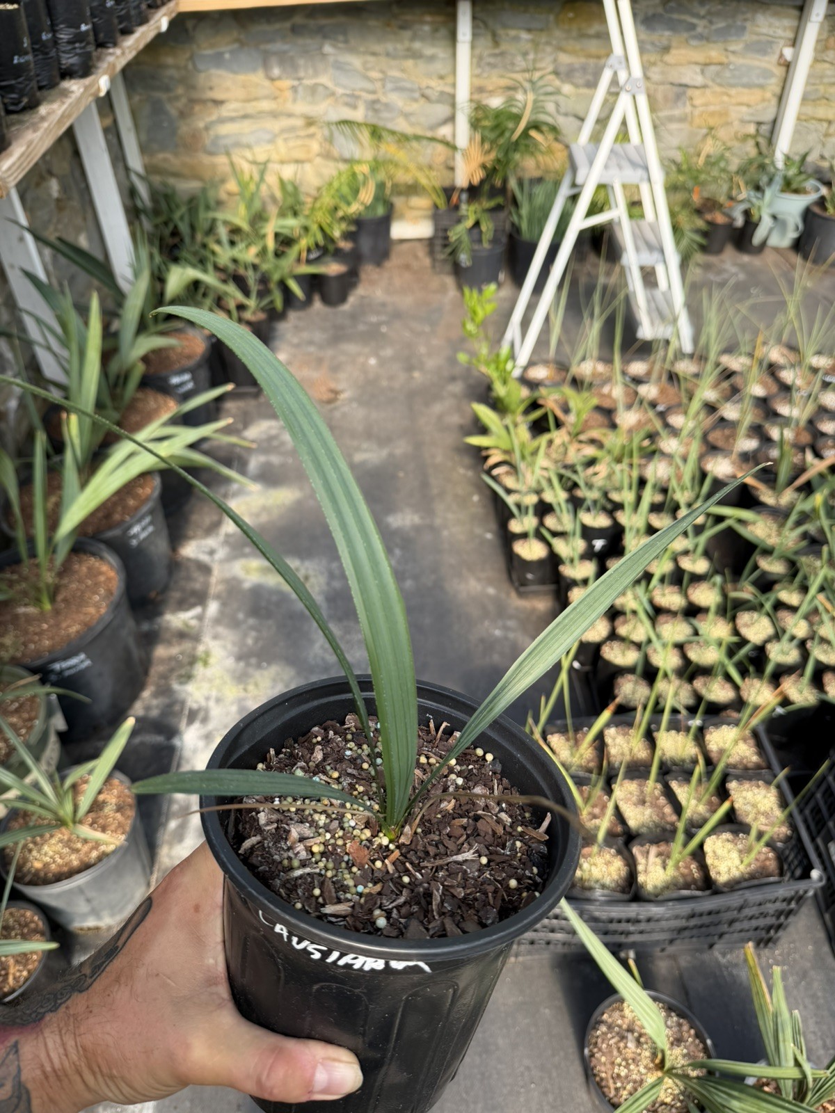 Sabal causiarum – 1 Gallon – Puerto Rican Hat Palm – Massive Caribbean Palm