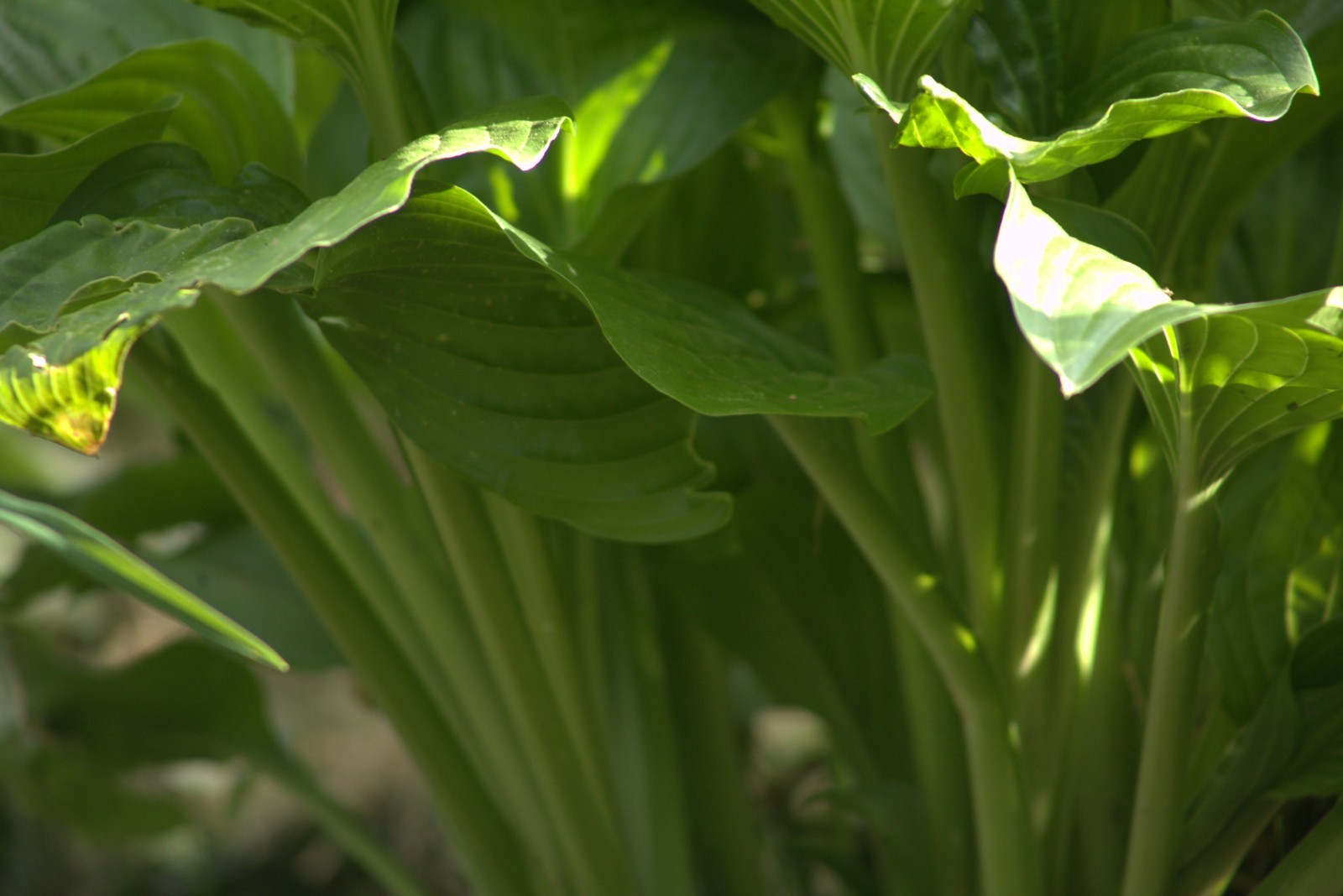 Hosta Bundle of 3 different varieties/Royal Stand./Francee/Halcyon/15Roots total