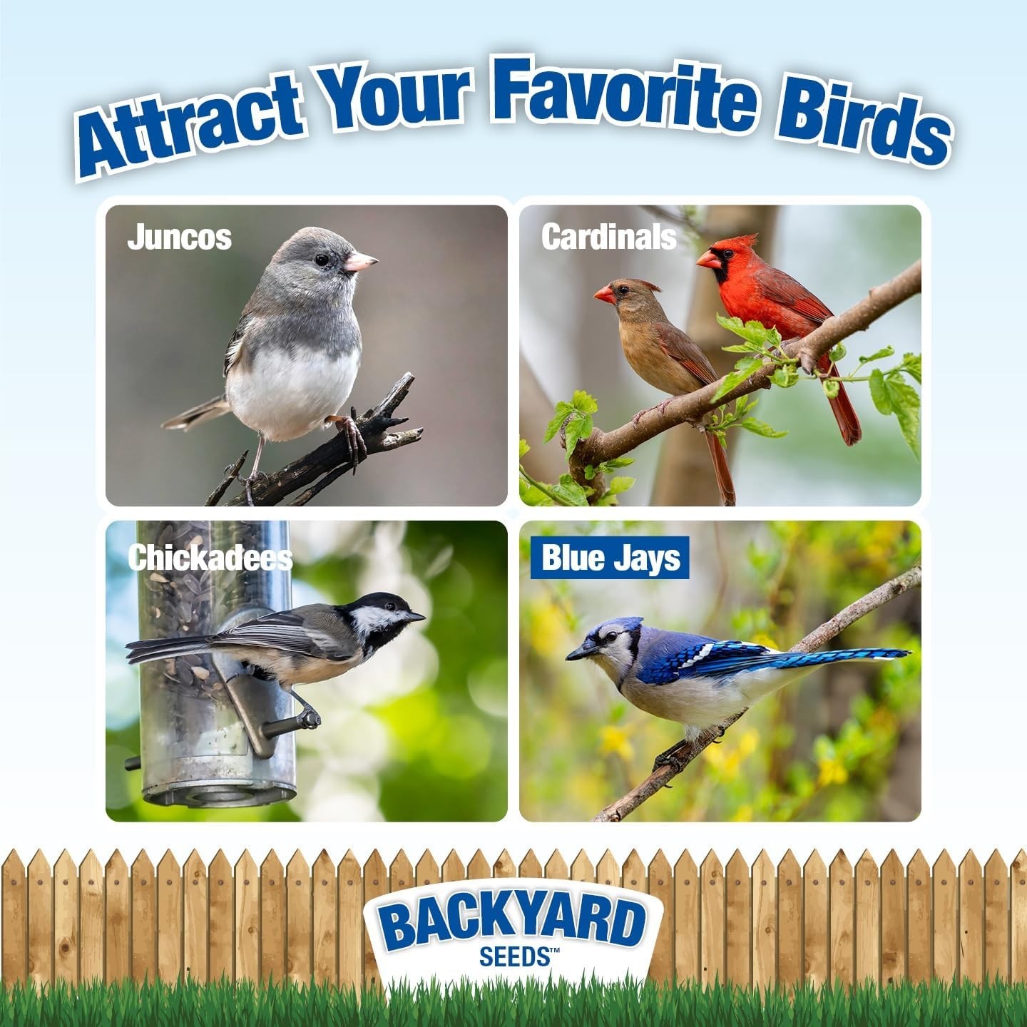 Backyard Seeds Black Oil Sunflower Seeds for Wild Birds 50lbs – Thin Shells, …