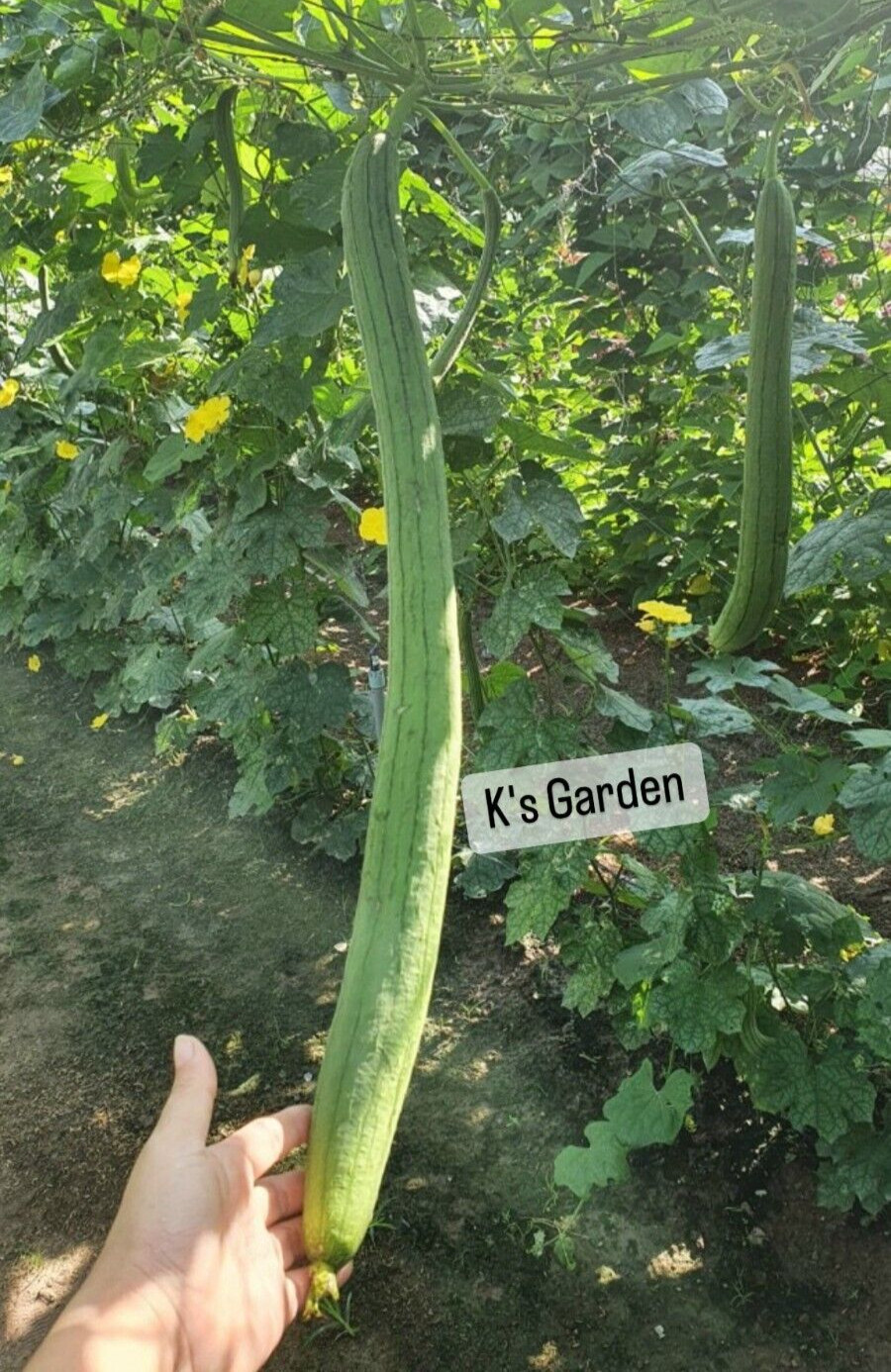 5PCS – EXTRA LONG LUFFA GOURD LUFFA SEEDS, MƯỚP HƯƠNG TRÁI DÀI