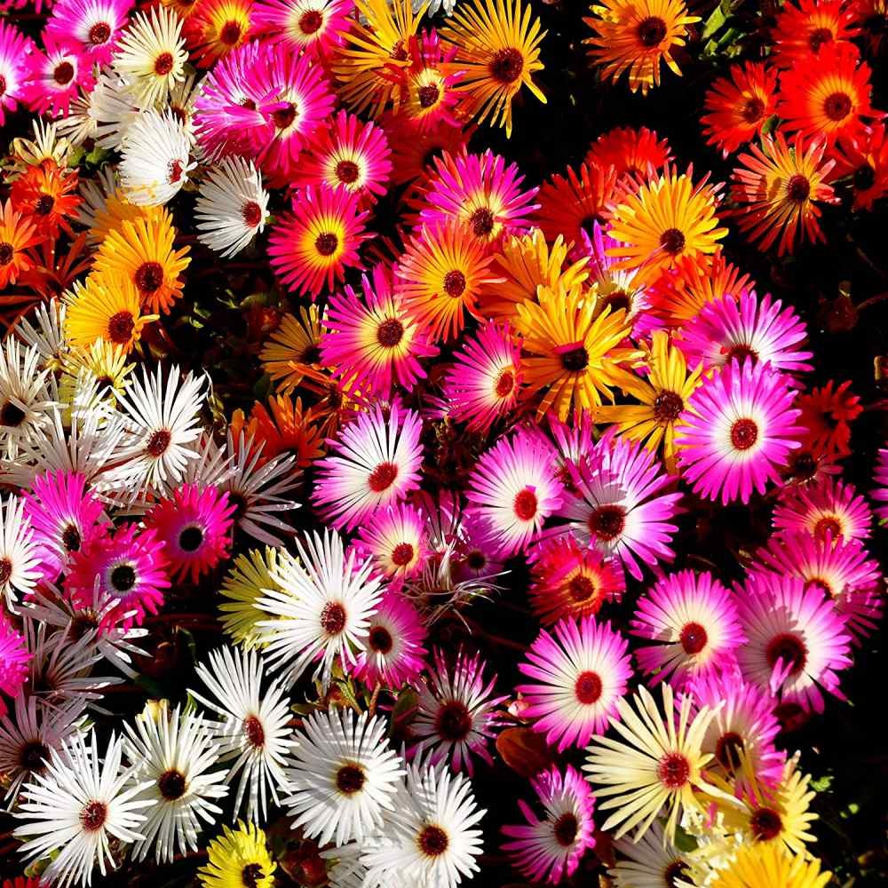 5000 Seeds Ice Plant Seed Mix For Planting – Livingstone Daisy Ice Plant