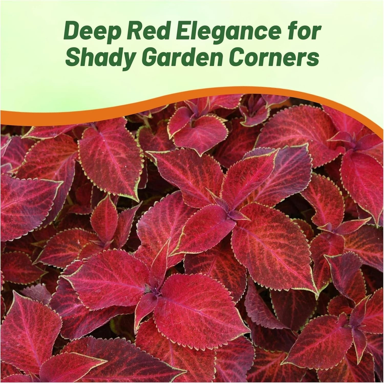 100 Seeds Wizard Red Velvet Coleus Seeds For Planting – Shade Garden Plants