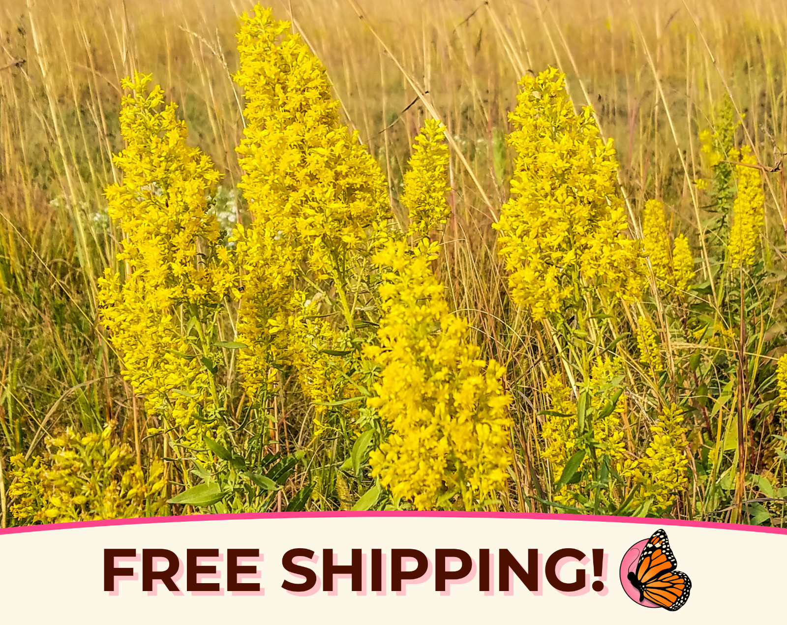 800+ Showy Goldenrod Seeds | Native Perennial Wildflower Pollinator Plant Seeds