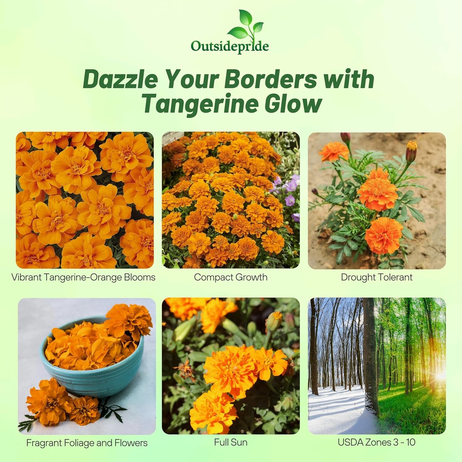 500 Seeds French Marigold Tagetes Patula Durango Tangerine Flower Seeds
