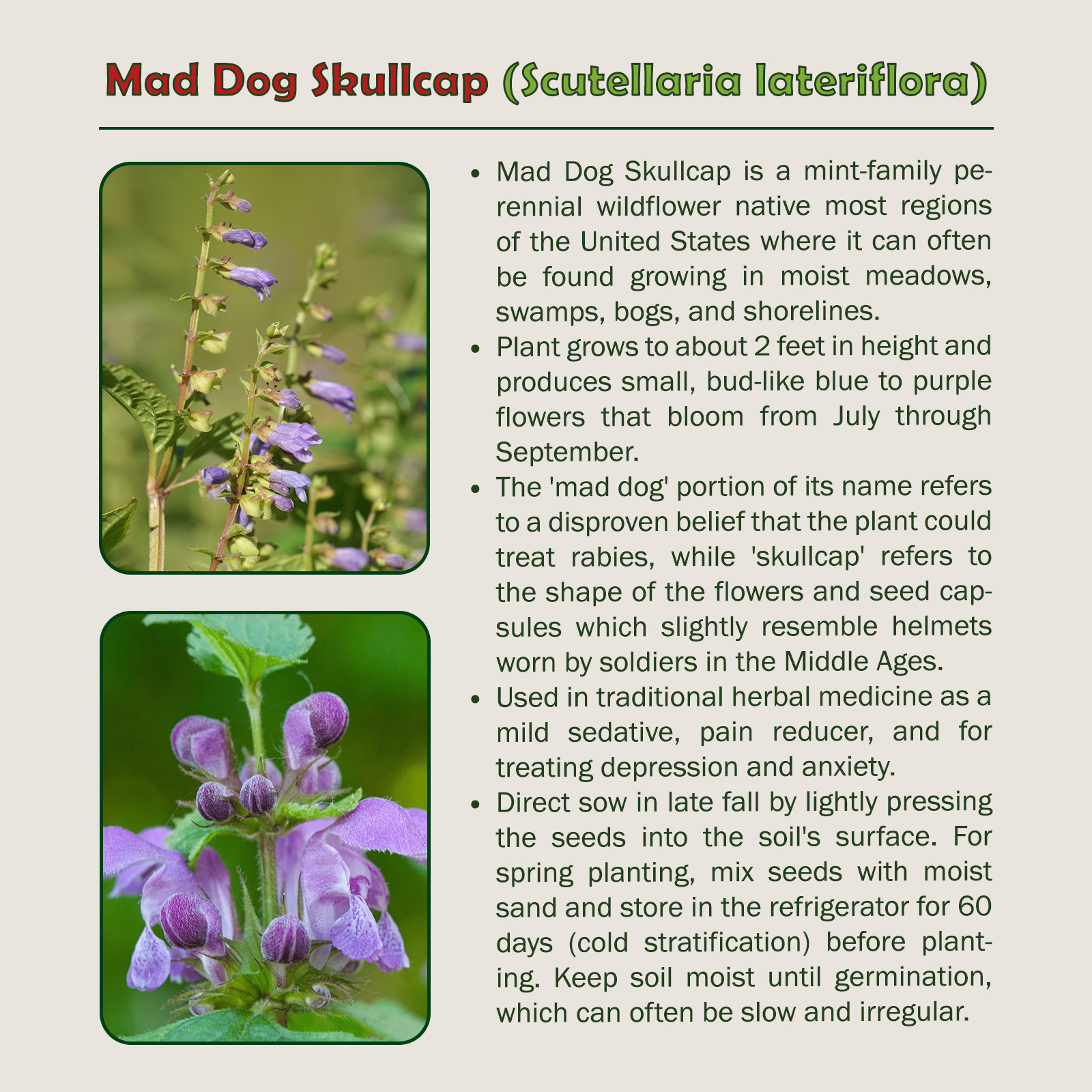 100 Mad Dog Skullcap Seeds, Scutellaria laterif, Native Wildflower, Medicinal